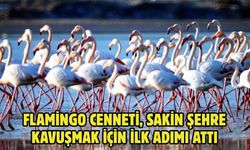 Flamingo cenneti, sakin şehre kavuşmak için ilk adımı attı