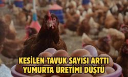 KESİLEN TAVUK SAYISI ARTTI YUMURTA ÜRETİMİ DÜŞTÜ