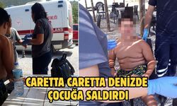 Caretta caretta denizde çocuğa saldırdı