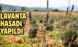 LAVANTA HASADI YAPILDI