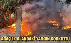 Ağaçlık Alandaki Yangın Korkuttu
