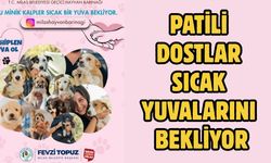 PATİLİ DOSTLAR SICAK YUVALARINI BEKLİYOR