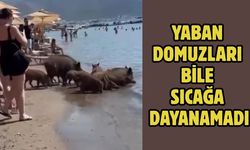 Yaban domuzları bile sıcağa dayanamadı