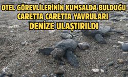 Otel görevlilerinin kumsalda bulduğu caretta caretta yavruları denize ulaştırıldı