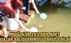 Muğla'ya 205.000 adet sazan balığı yavrusu tahsis edildi