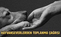 Hayvanseverlerden Toplanma Çağrısı