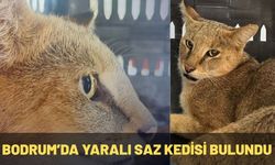Bodrum’da Yaralı Saz Kedisi Bulundu