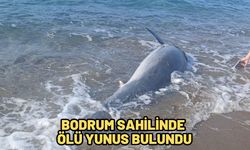 BODRUM SAHİLİNDE ÖLÜ YUNUS BULUNDU