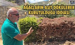 Ağaçların asit dökülerek kurutulduğu iddiası