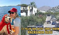 12 yıllık can dostu 'Çinko' trafik kazasında öldü
