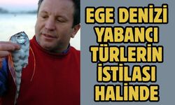 Ege Denizi yabancı türlerin istilası halinde