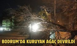 Bodrum’da Kuruyan Ağaç Devrildi