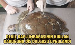 Deniz kaplumbağasının kırılan kabuğuna diş dolgusu uygulandı