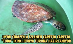 Uydu cihazıyla izlenen caretta caretta "Tuba" ikinci dünya turuna hazırlanıyor