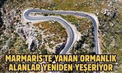 Marmaris'te yanan ormanlık alanlar yeniden yeşeriyor