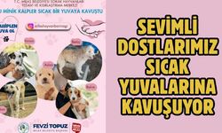 SEVİMLİ DOSTLARIMIZ SICAK YUVALARINA KAVUŞUYOR
