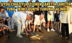 Uydu cihazıyla izlenen caretta caretta "Tuba" ikinci dünya turuna salındı