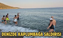 Denizde Kaplumbağa Saldırısı