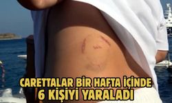 Carettalar Bir Hafta İçinde 6 Kişiyi Yaraladı