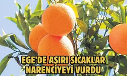 EGE’DE AŞIRI SICAKLAR NARENCİYEYİ VURDU