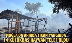 Muğla'da ahırda çıkan yangında 14 küçükbaş hayvan telef oldu