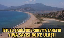 İztuzu Sahili'nde Caretta caretta yuva sayısı 800'e ulaştı