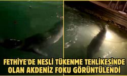 Fethiye'de nesli tükenme tehlikesinde olan Akdeniz foku görüntülendi
