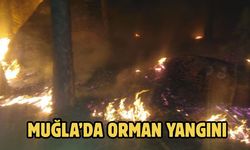 Muğla’da orman yangını