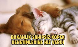 BAKANLIK SAHİPSİZ KÖPEK DENETİMLERİNE HIZ VERDİ