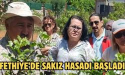 Fethiye’de sakız hasadı başladı