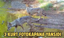 3 kurt fotokapana yansıdı