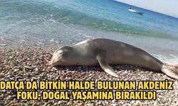 Datça'da bitkin halde bulunan Akdeniz foku, doğal yaşamına bırakıldı