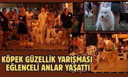 Köpek Güzellik Yarışması Eğlenceli Anlar Yaşattı