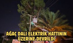 Ağaç Dalı Elektrik Hattının Üzerine Devrildi