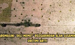 Aromasını "Deli Memet" rüzgarından alan susamın üretimi arttı