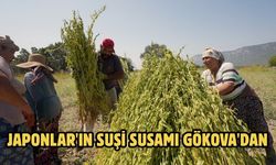 Japonlar'ın suşi susamı Gökova'dan