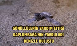 GÖNÜLLÜLERİN YARDIM ETTİĞİ KAPLUMBAĞA’NIN YAVRULARI DENİZLE BULUŞTU