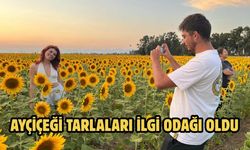 Ayçiçeği tarlaları ilgi odağı oldu