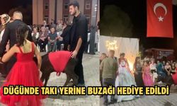 DÜĞÜNDE TAKI YERİNE BUZAĞI HEDİYE EDİLDİ