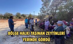 Bölge halkı taşınan zeytinleri yerinde gördü