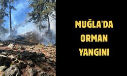 Muğla'da orman yangını