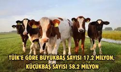 TÜİK’E GÖRE Büyükbaş sayısı 17,2 milyon, küçükbaş sayısı 58,2 milyon