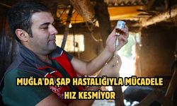 Muğla'da şap hastalığıyla mücadele hız kesmiyor