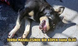 TORBA MAHALLESİNDE BİR KÖPEK DAHA ÖLDÜ!