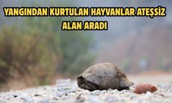 Yangından kurtulan hayvanlar ateşsiz alan aradı