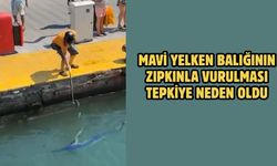 Mavi yelken balığının zıpkınla vurulması tepkiye neden oldu