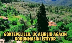Göktepeliler, üç asırlık ağacın korunmasını istiyor