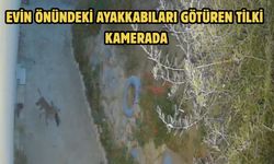 Evin önündeki ayakkabıları götüren tilki kamerada