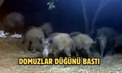 Domuzlar Düğünü Bastı