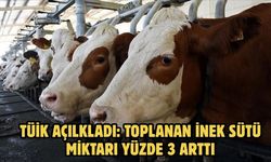 TÜİK AÇILKLADI: Toplanan inek sütü miktarı yüzde 3 arttı